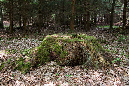 green tree trunk and grass during daytime thumbnail