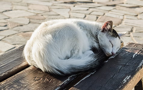 white and black cat on black wooden chair thumbnail
