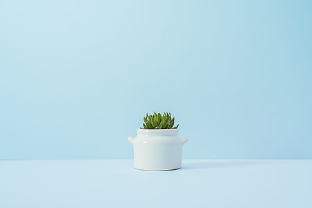 white ceramic container with plant thumbnail