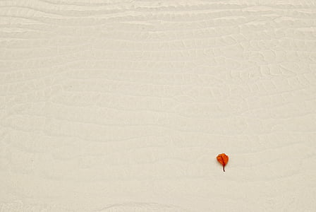 white texture, leaf, bright, contrast, nature, natural thumbnail