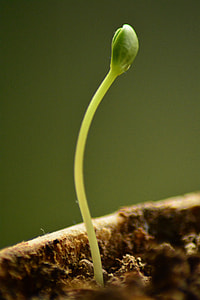 green sprout close-up photo thumbnail