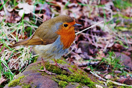 brown and gray bird standing on green moss thumbnail