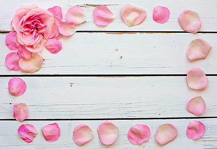 white and pink rose petal on wooden surface thumbnail