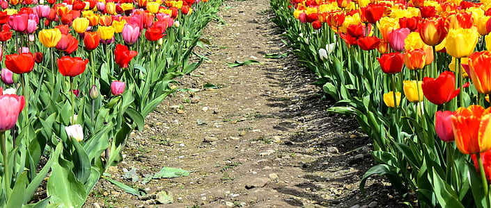 alley between tulip flower field at daytime thumbnail