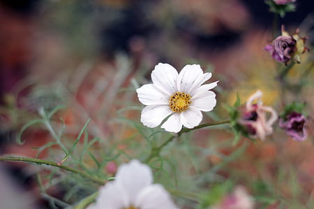White Petaled Flower thumbnail