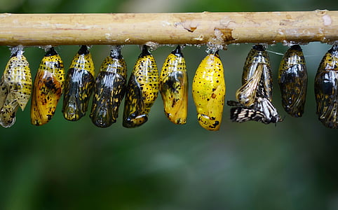 assorted-color butterfly cocoons thumbnail