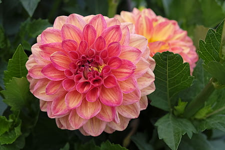 pink-and-yellow dahlia flowers in bloom closeup photography thumbnail