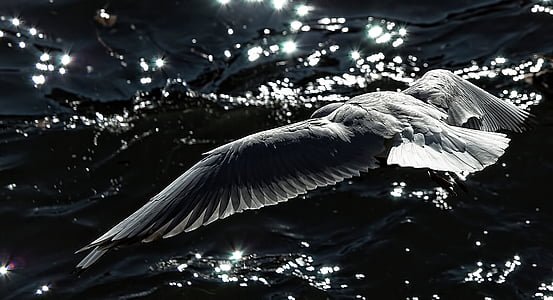 gray bird flying above body of water during daytime thumbnail