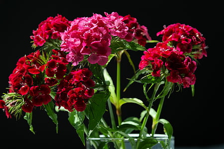 red flowers thumbnail