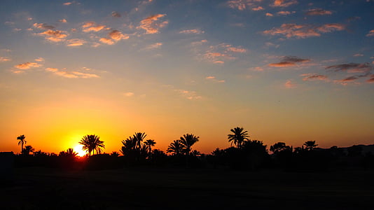 silhouette of trees thumbnail