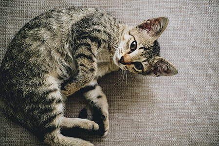 brown tabby kitten on brown surface thumbnail