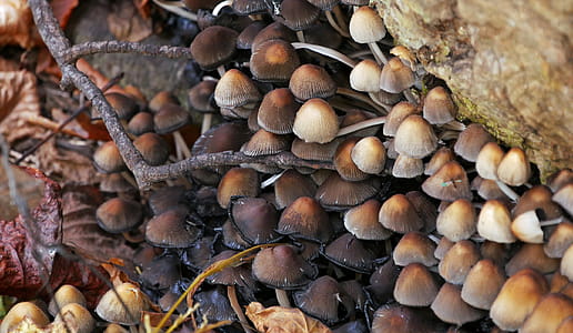 Different mushrooms growing from under a rotting fallen tree in the forest. thumbnail