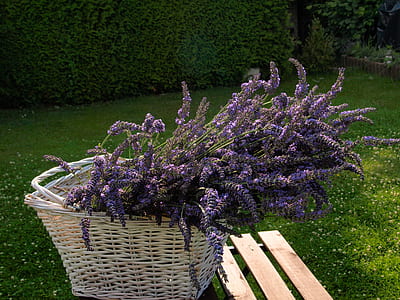purple flowers in white wicker basket thumbnail