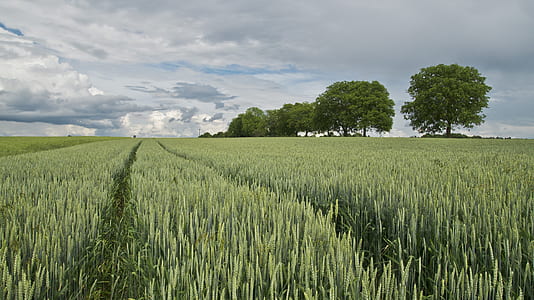 crop field thumbnail