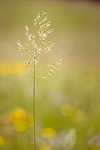 grass, grasses, seeds, plant, meadow, nature thumbnail