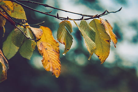 wood, light, nature, water thumbnail