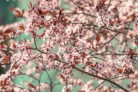 Shallow Focus Photography of Pink Flowers thumbnail