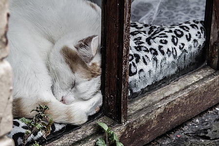 white cat thumbnail