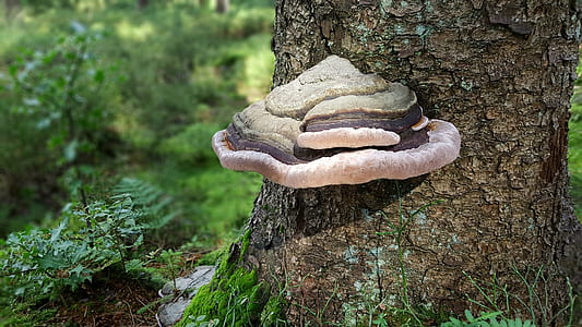 selective focus of tree with mushroom thumbnail