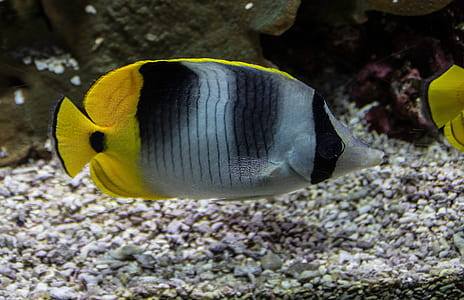 yellow, gray, and black fish thumbnail