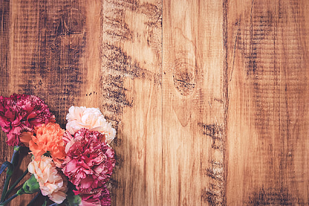 red and white petaled flowers thumbnail