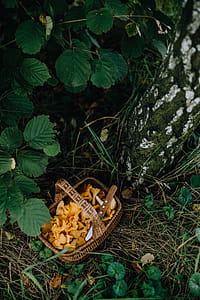 Picking mushrooms chantarelle in the woods thumbnail