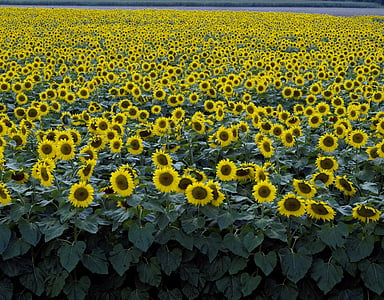 bed of sunflowers thumbnail