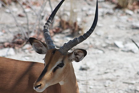 brown gazelle outdoor thumbnail