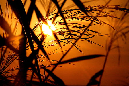 light, dawn, nature, sky thumbnail
