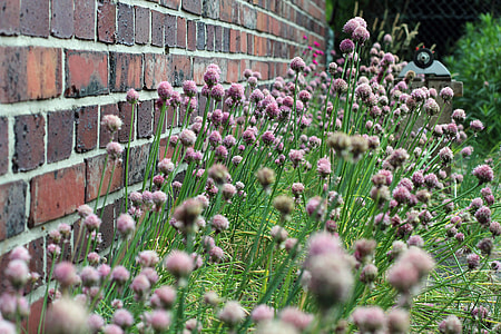 macro photo of pink flowers beside wall thumbnail