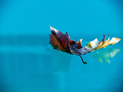 dry leaf on water thumbnail