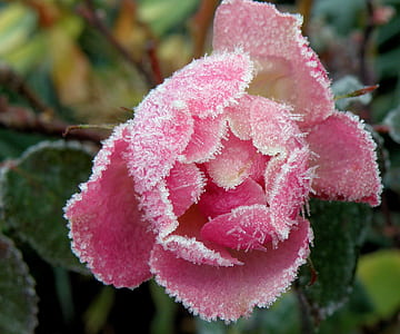 macro photography of pink petaled flower thumbnail