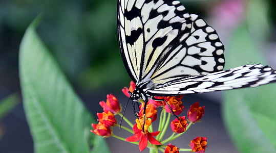 paper kite butterfly perched on red lantana flowers thumbnail