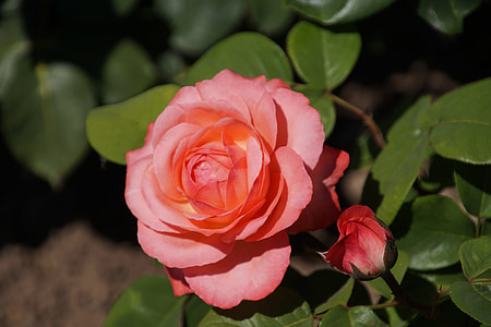 selective focus photography of pink rose in bloom thumbnail
