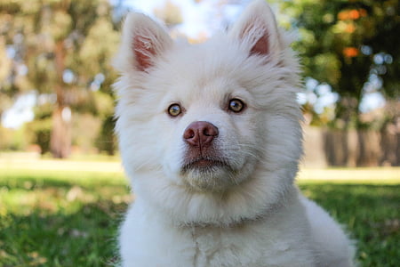 white Siberian husky puppy laying down on green grass thumbnail