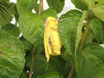 Yellow Imperial Moth on a tree - Eacles imperialis thumbnail