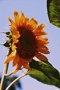 yellow sunflower in low angle photo thumbnail