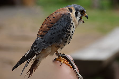 brown and gray hawk thumbnail