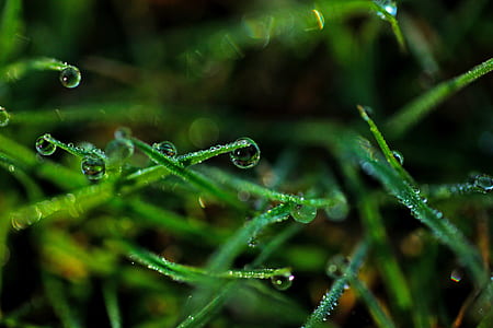 green leaves with water thumbnail