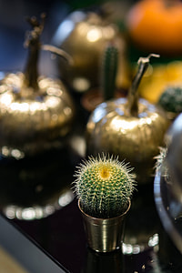 Golden ornamental pumpkins with cactuses thumbnail