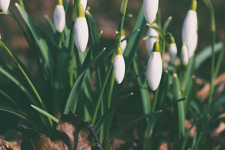 white snowdrop flowers thumbnail