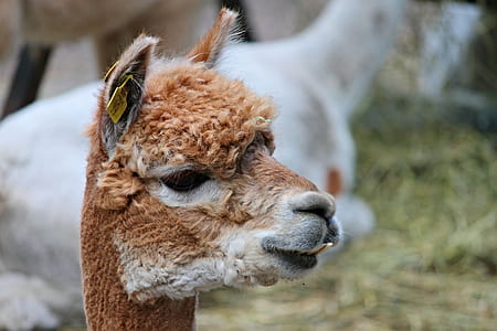 selective focus photography of llama thumbnail
