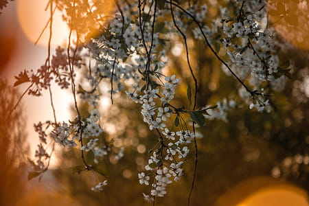 Shallow Focus Photo of White Flowers thumbnail
