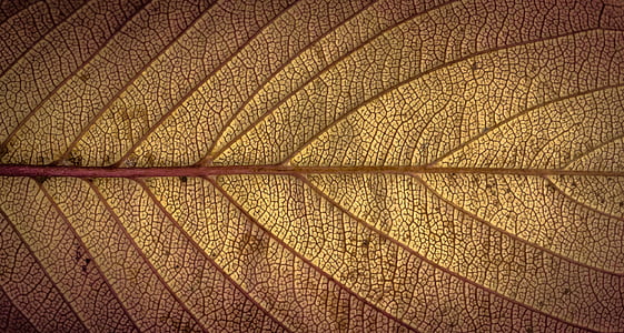 macro shot photo of brown leaf thumbnail