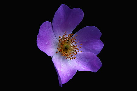 Purple and White 5 Petaled Florwer thumbnail