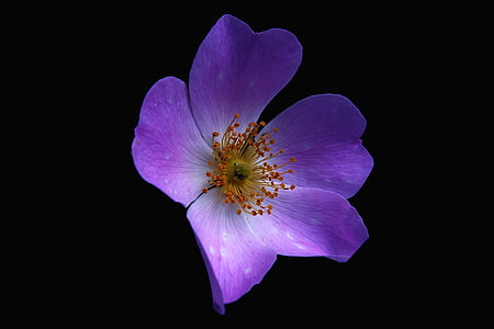 pink poppy closeup photo thumbnail