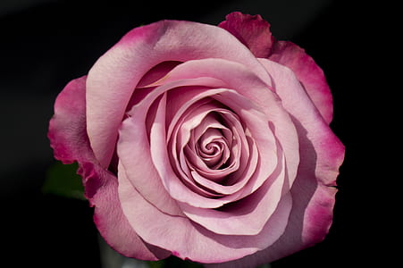 pink rose in bloom closeup photography thumbnail