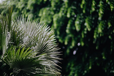 Municipal greenery thumbnail