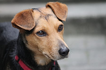 close-up photo of short-coated brown and black dog thumbnail