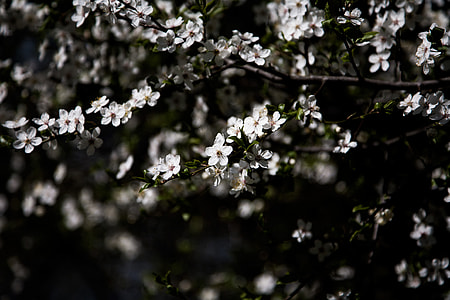 white cherry blossom tree thumbnail